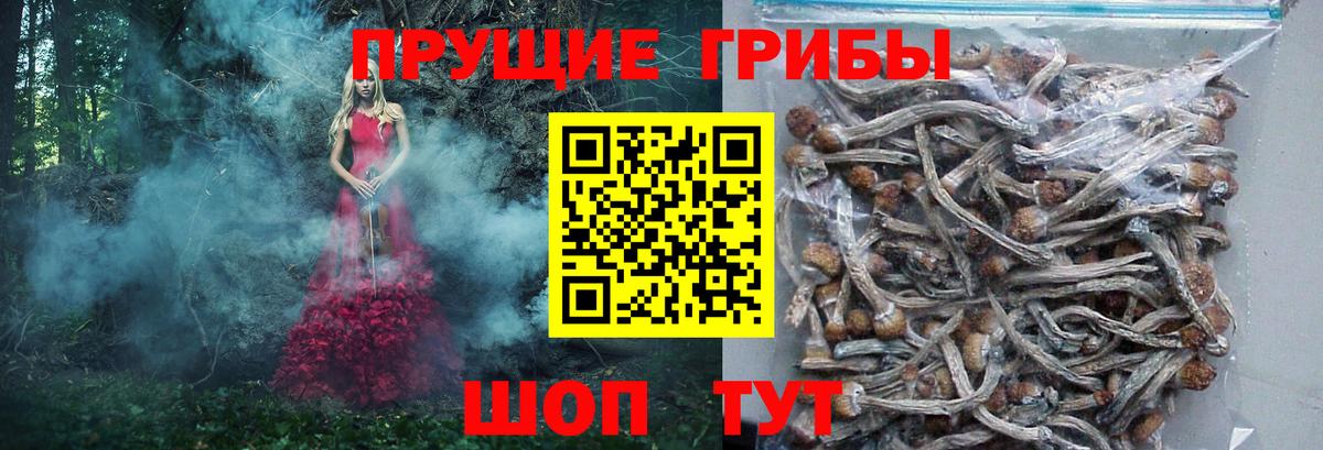 Галлюциногенные грибы Psilocybine cubensis Абинск